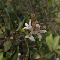 Hedyotis trimenii var. trimenii Deb & Ratna Dutta